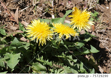 日本在来のタンポポ、カントウタンポポ 日本在来のタンポポ、カントウタンポポ 75729290