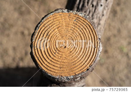 コンクリート製擬木の年輪部アップ コンクリート製擬木の年輪部アップ 75729365