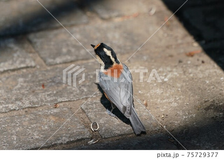 ヤマガラ 75729377