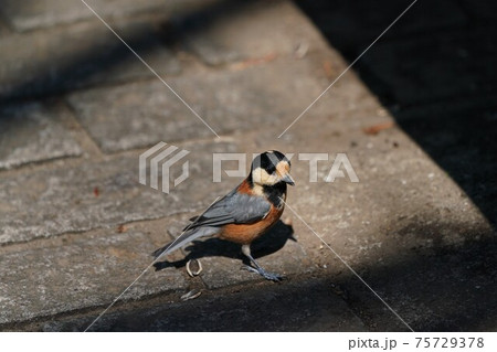 ヤマガラ ヤマガラ 75729378