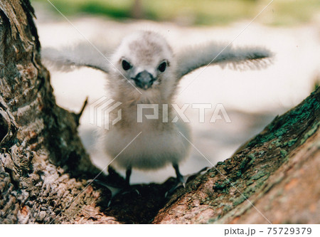 もこもこで可愛い海鳥のヒナ 75729379