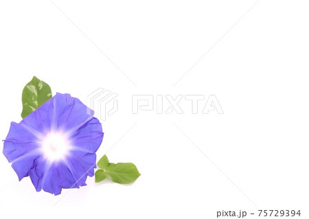 背景素材　青いアサガオ　白背景 75729394