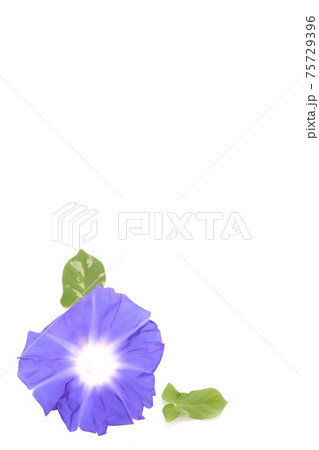 背景素材　青いアサガオ　白背景 75729396