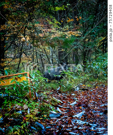 岐阜県 付知峡 紅葉 カモシカ 75729408