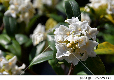 沈丁花 75729431