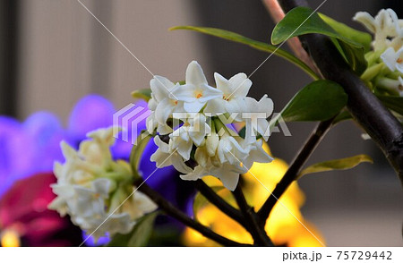 沈丁花 沈丁花 75729442