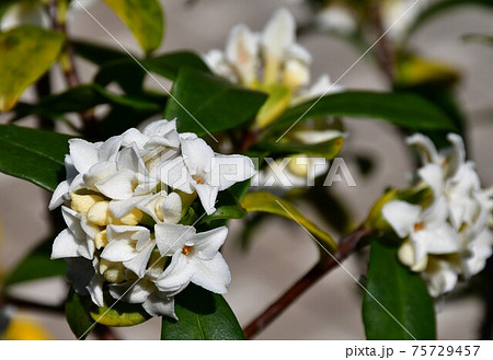 沈丁花 沈丁花 75729457