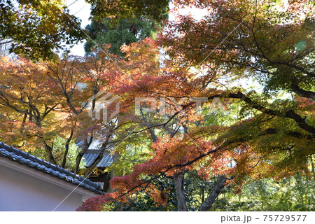 円覚寺 円覚寺 75729577