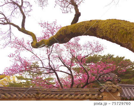 樹木 春 桜 75729760