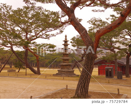 樹木 春 桜 75729784