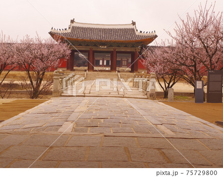 春 桜 花 75729800