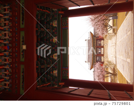 春 桜 花 75729801