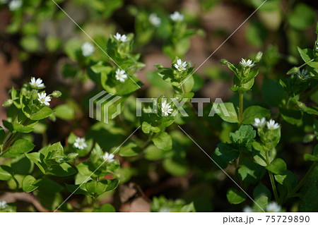 春に咲く小さな白いハコベの花 75729890