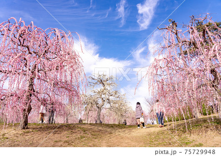 梅園を散歩する人と梅の木 75729948