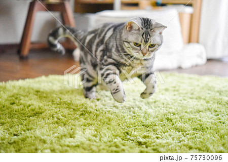 走り出す猫 75730096