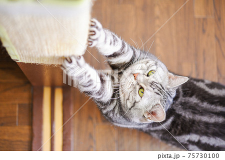 柱で爪とぎをする猫 75730100