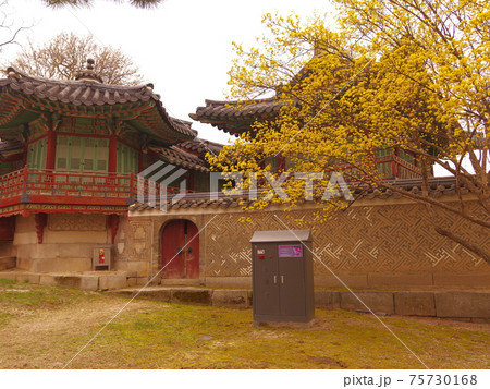桜 万 春 75730168