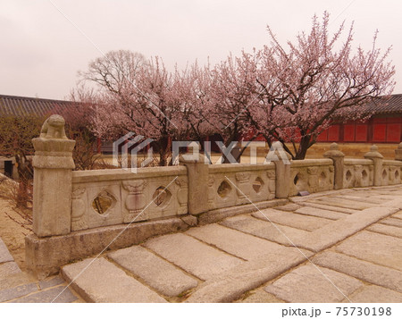 桜 万 春 75730198