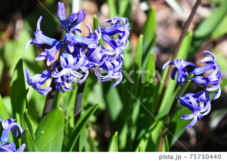 ヒヤシンス 75730440