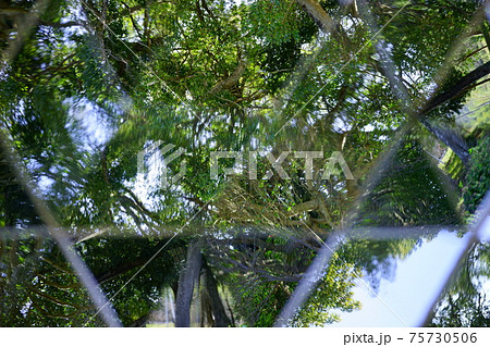 万華鏡で公園の森を見上げる1 75730506