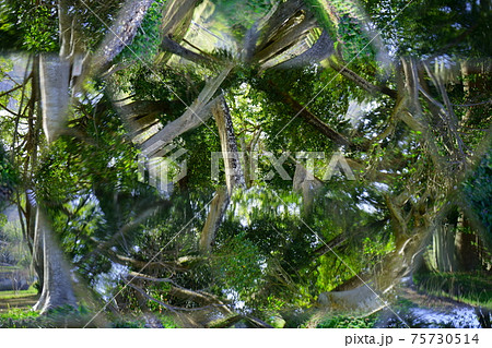 万華鏡で公園の森を見上げる3 75730514