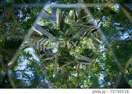 5万華鏡で公園の森を見上げる5 75730518