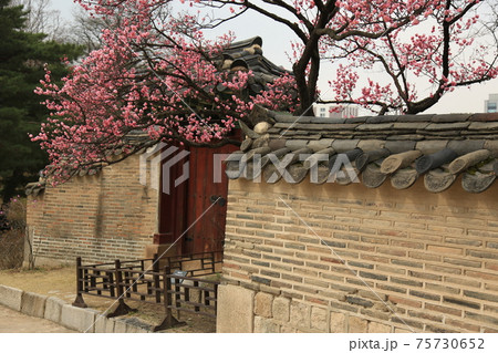 春 花 桜 75730652
