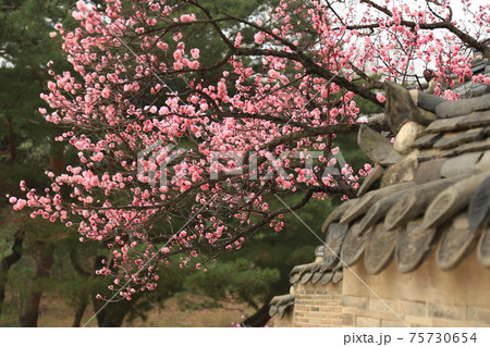 春 花 桜 75730654