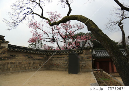 春 花 桜 75730674