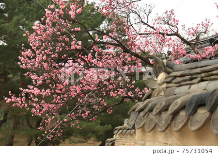 木 樹木 公園 75731054