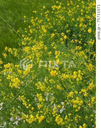 春のイメージ(菜の花) 春のイメージ(菜の花) 75731071