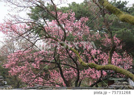 春 花 万 75731268