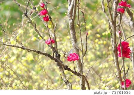 ハナモモの蜜を吸うアゲハチョウ バックはヒュウガミズキ ハナモモの蜜を吸うアゲハチョウ バックはヒュウガミズキ 75731656