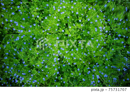 春の野花を万華鏡で見る7 春の野花を万華鏡で見る7 75731707