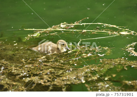 オシドリの雛 オシドリの雛 75731901