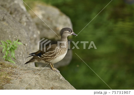 オシドリ　雌 75731907