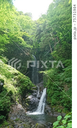 新緑に包まれる二段滝 新緑に包まれる二段滝 75731984