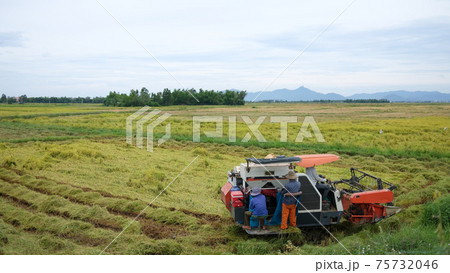 The farmer is working in the field with a harvester. Kombain collects on the rice field crop. Agricultural machinery in the field, people use the industrial reaper, combine Harvester cut rice plants The farmer is working in the field with a harvester. Kombain collects on the rice field crop. Agricultural machinery in the field, people use the industrial reaper, combine Harvester cut rice plants 75732046
