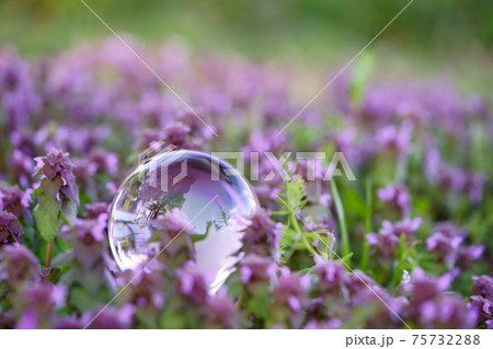 早春の野花の生命力8 75732288