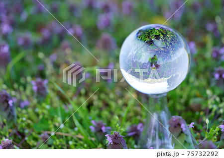 春の命・ホトケノザの群生6 75732292