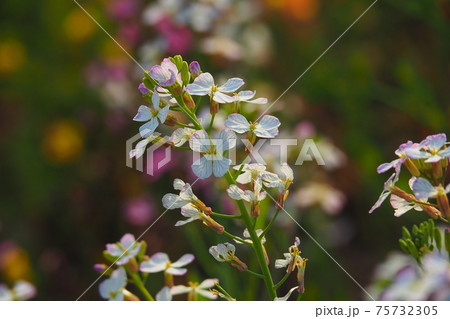 大根 花 の写真素材