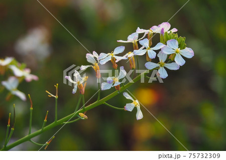 大根 花 の写真素材 大根 花 の写真素材