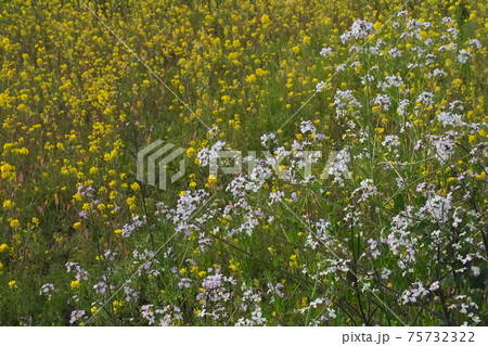 大根 花 の写真素材