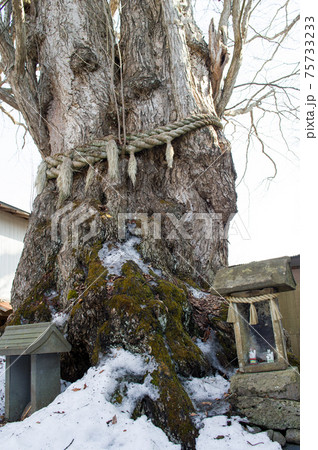 千年桂　綴子神社　秋田県北秋田市 75733233