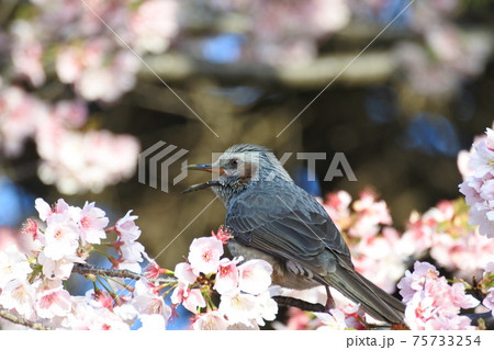 鳴くヒヨドリとオオカンザクラ 75733254