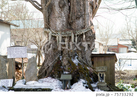 千年桂　綴子神社　秋田県北秋田市 75733292