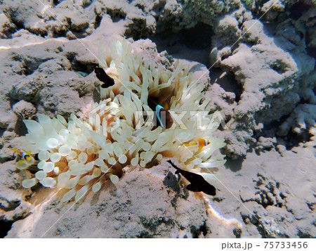 clown fishes in the Red Sea clown fishes in the Red Sea 75733456