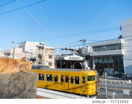 【広島県】尾道の猫とJR山陽本線を走行する115系電車 【広島県】尾道の猫とJR山陽本線を走行する115系電車 75733692