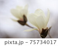 木蓮の花 75734017