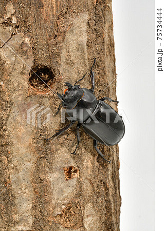 ギラファノコギリクワガタ ギラファノコギリクワガタ 75734444